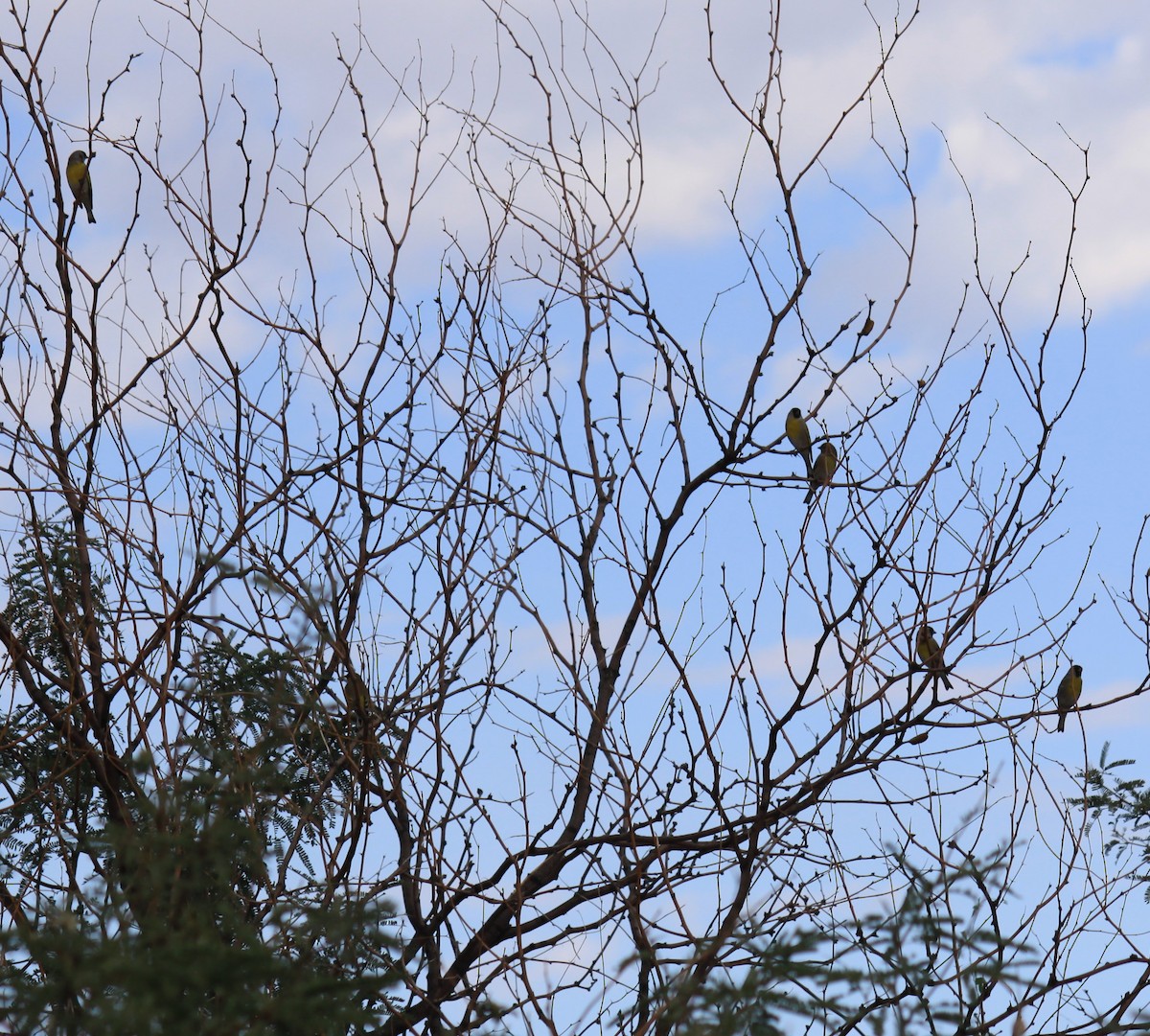 Lawrence's Goldfinch - ML643954561