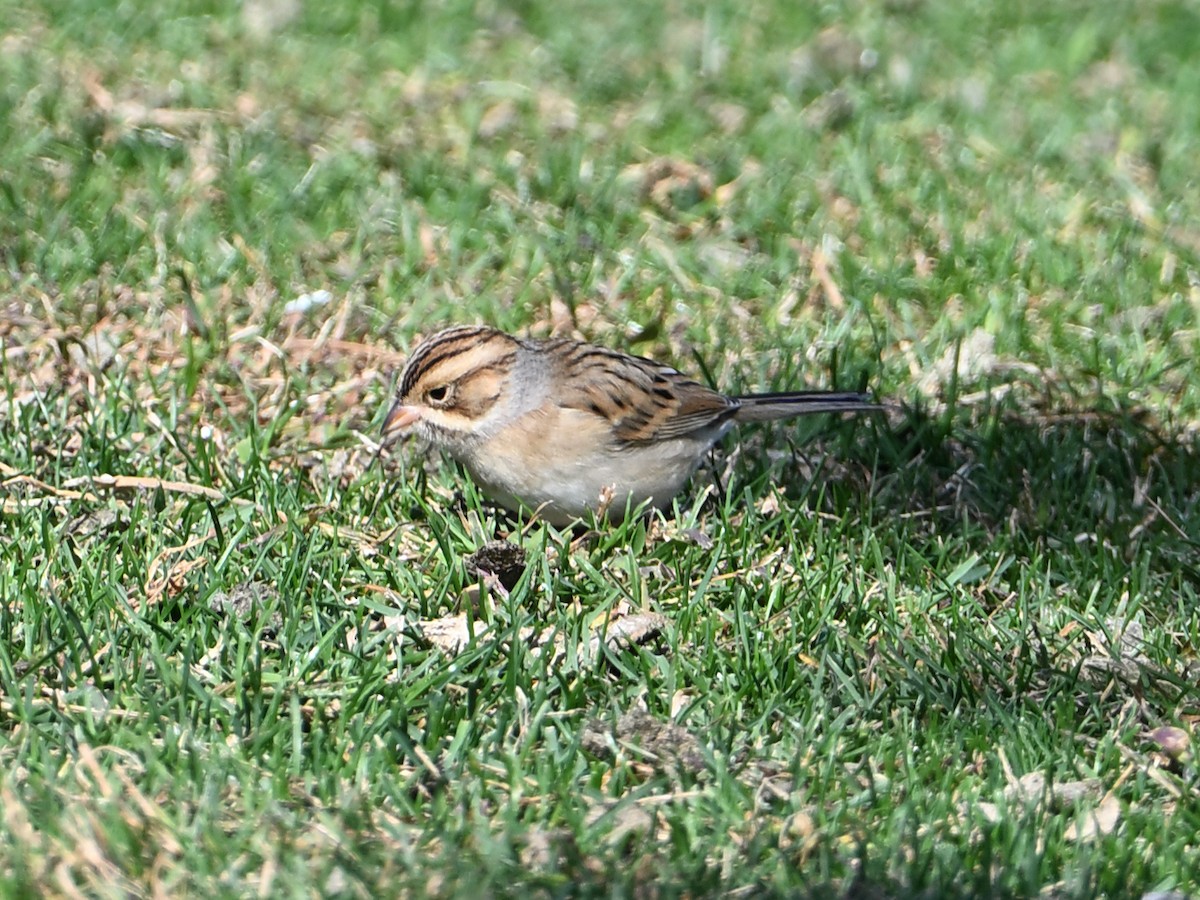 Clay-colored Sparrow - ML643954564