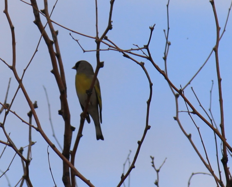 Lawrence's Goldfinch - ML643954566
