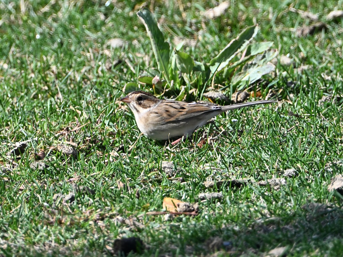 Clay-colored Sparrow - ML643954568