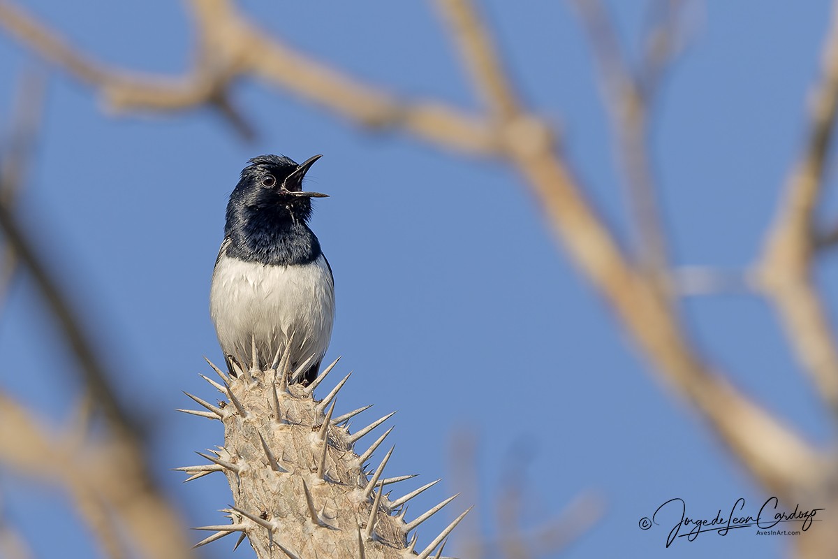 Madagascar Magpie-Robin (White-bellied) - ML643954571