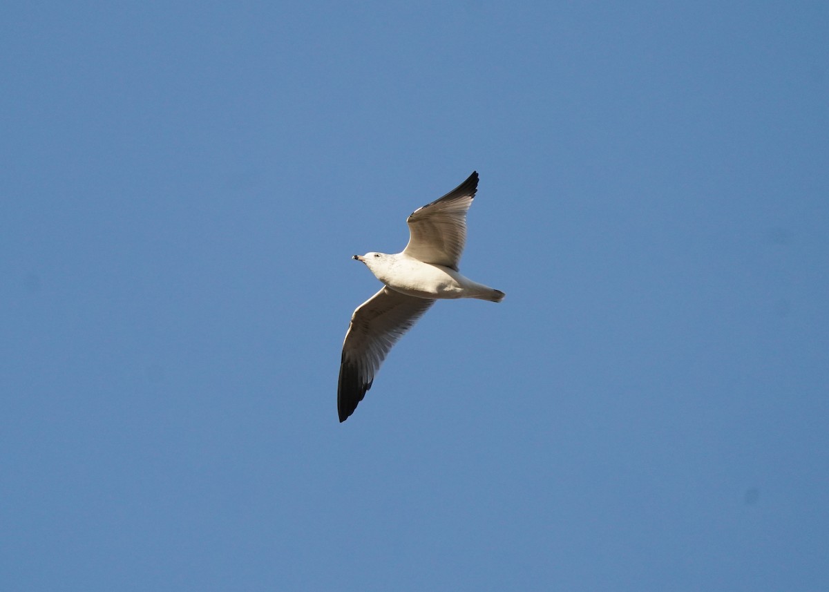 Ring-billed Gull - ML643954577