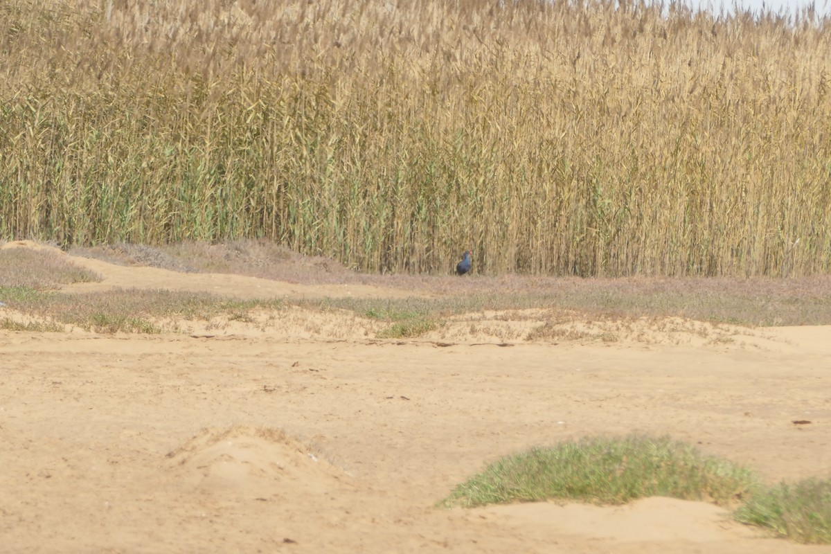 grønnryggsultanhøne - ML643954584