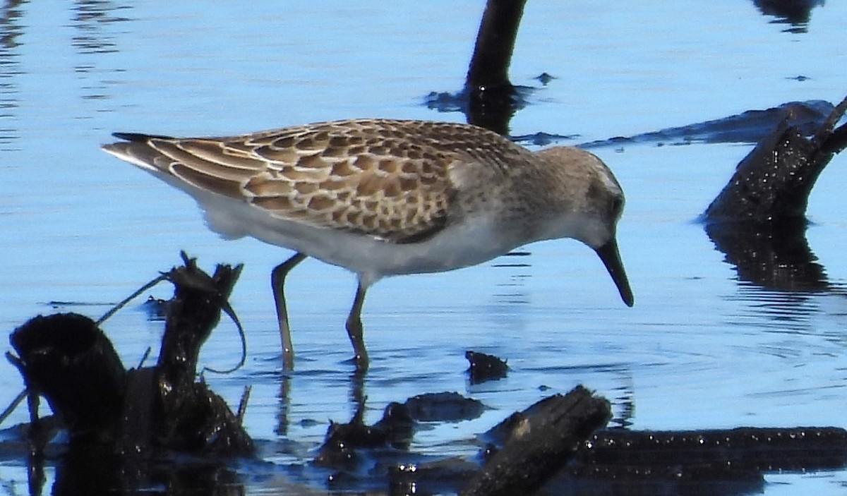 Semipalmated Sandpiper - ML643954588