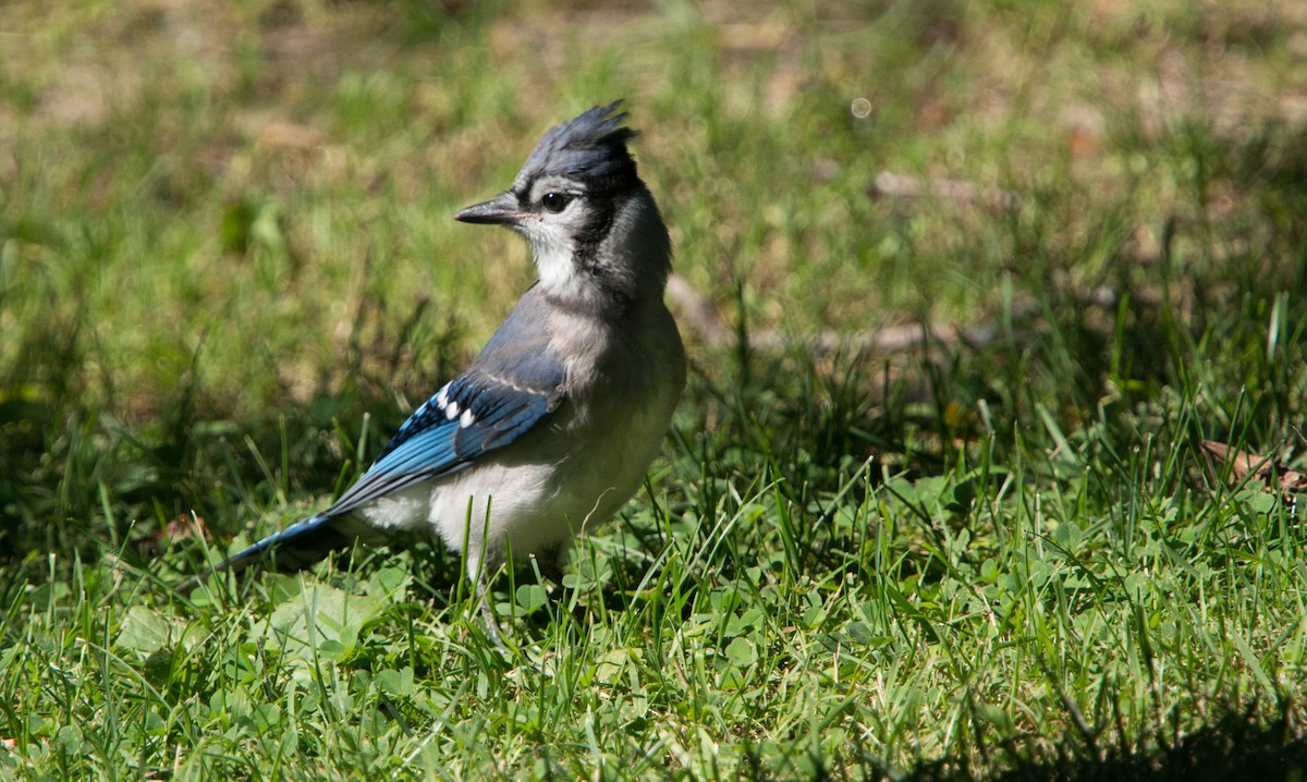 Blue Jay - ML64395461