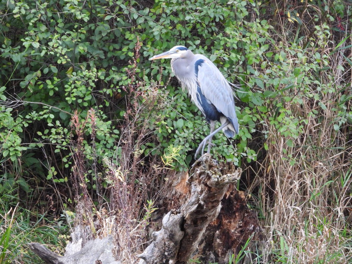 Great Blue Heron - ML643954627