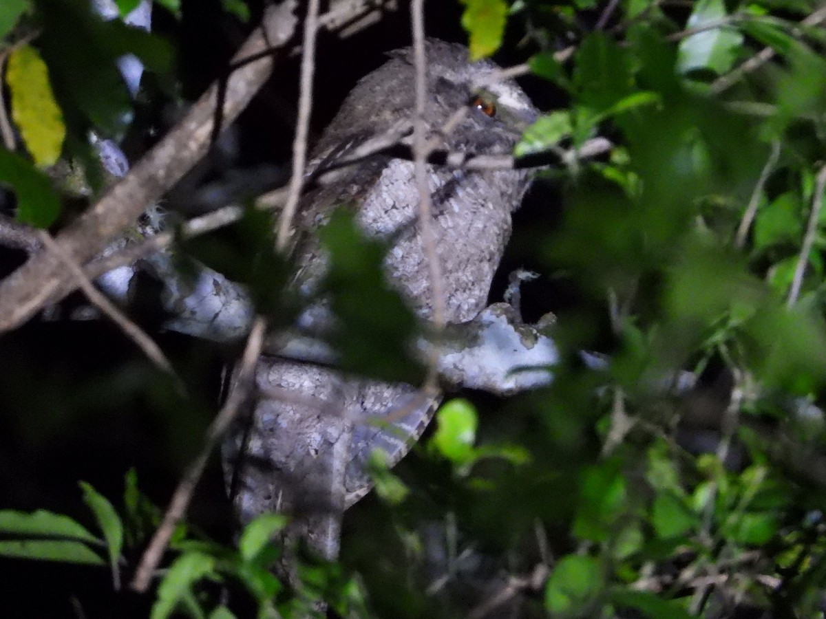Marbled Frogmouth - ML643954643