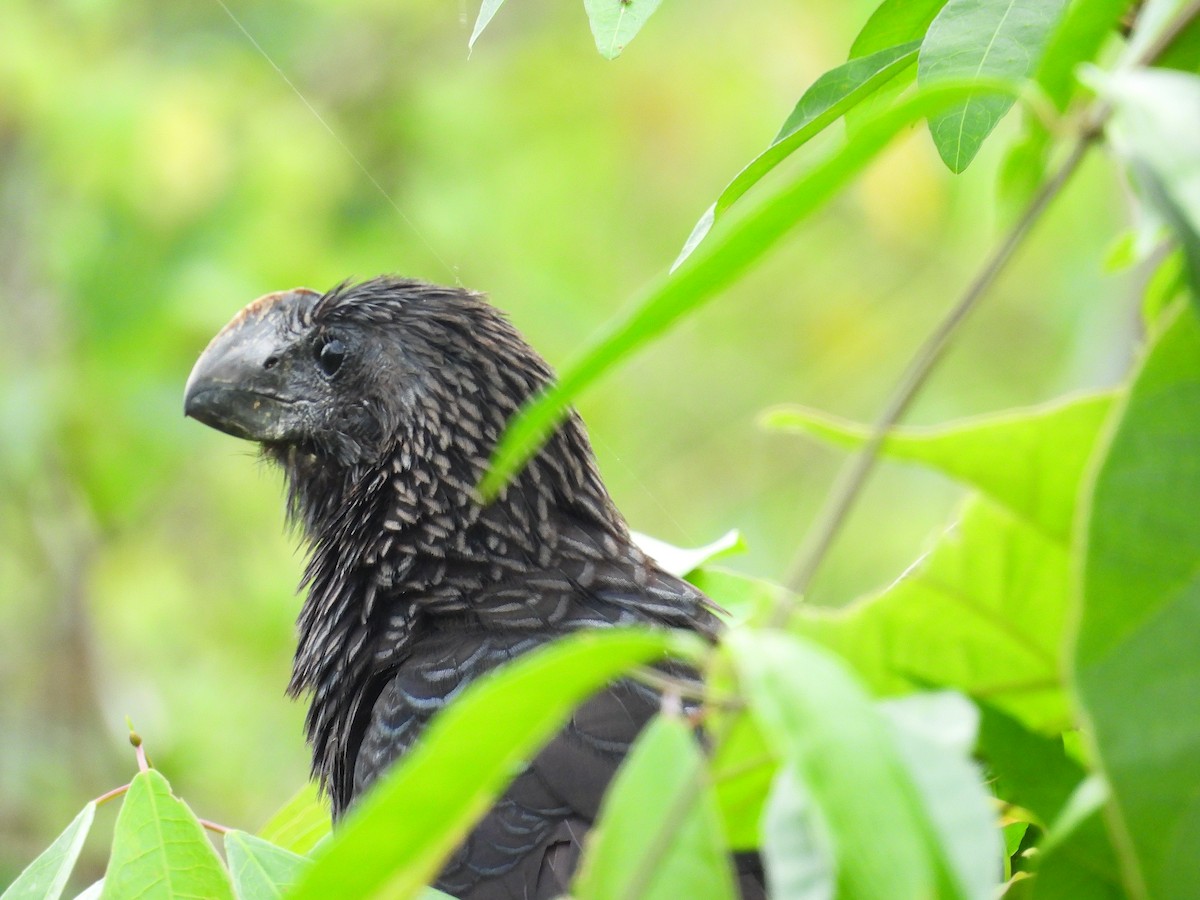 Smooth-billed Ani - ML643954648