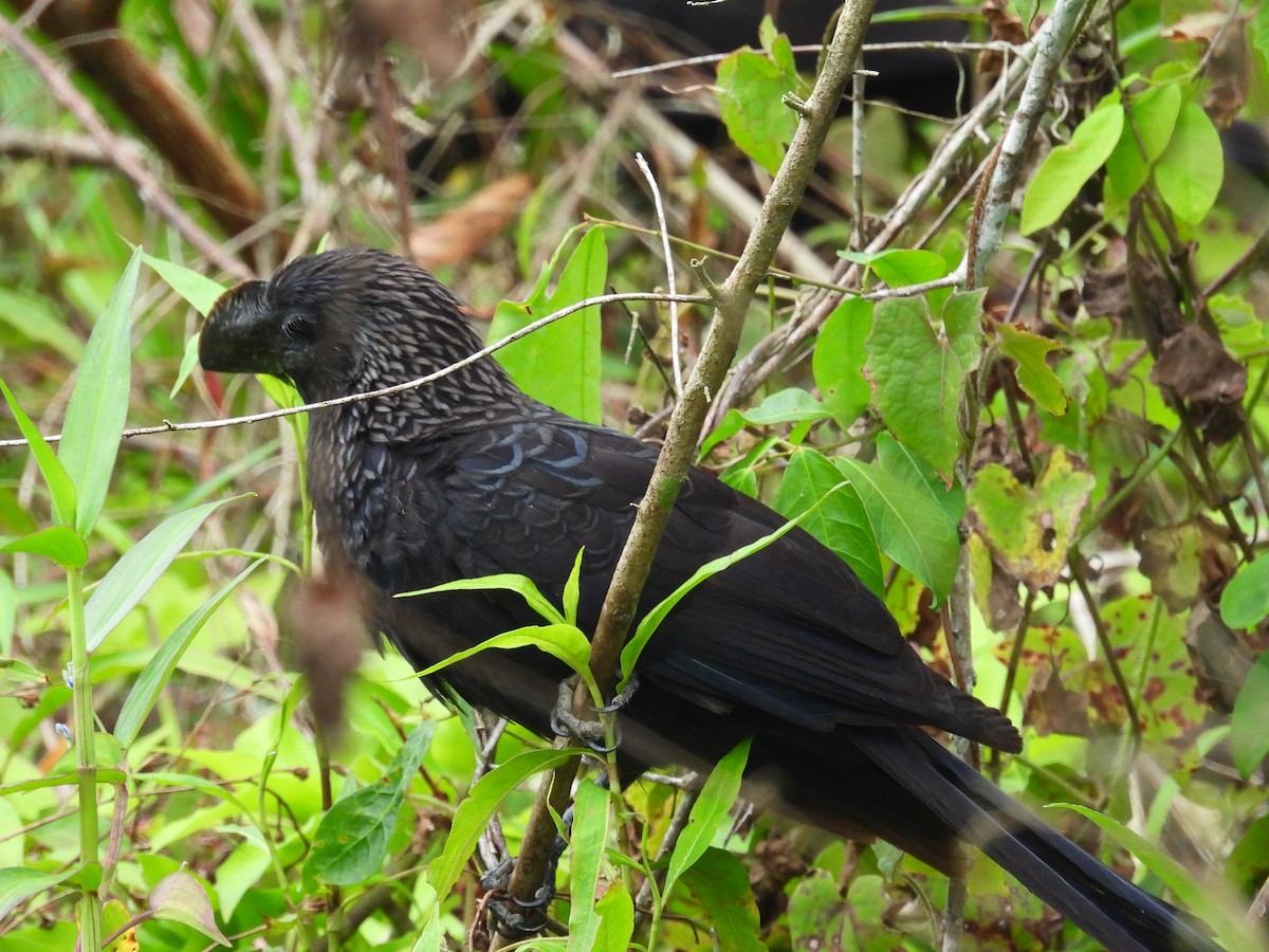 Smooth-billed Ani - ML643954650
