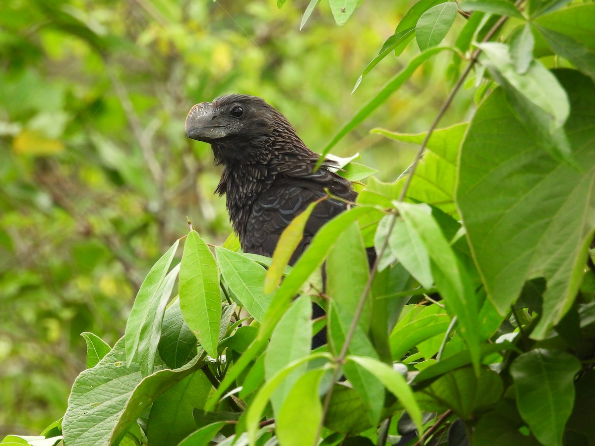Smooth-billed Ani - ML643954651