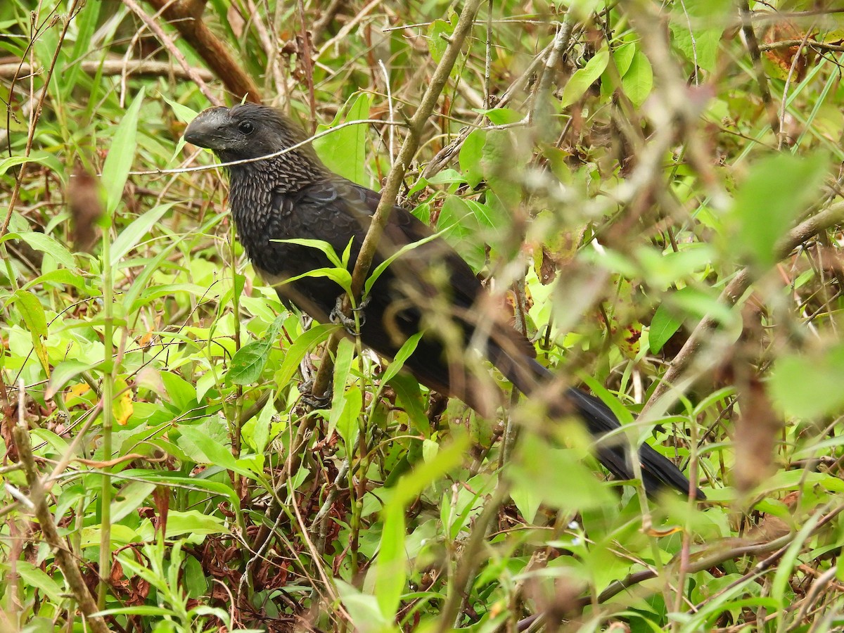 Smooth-billed Ani - ML643954652