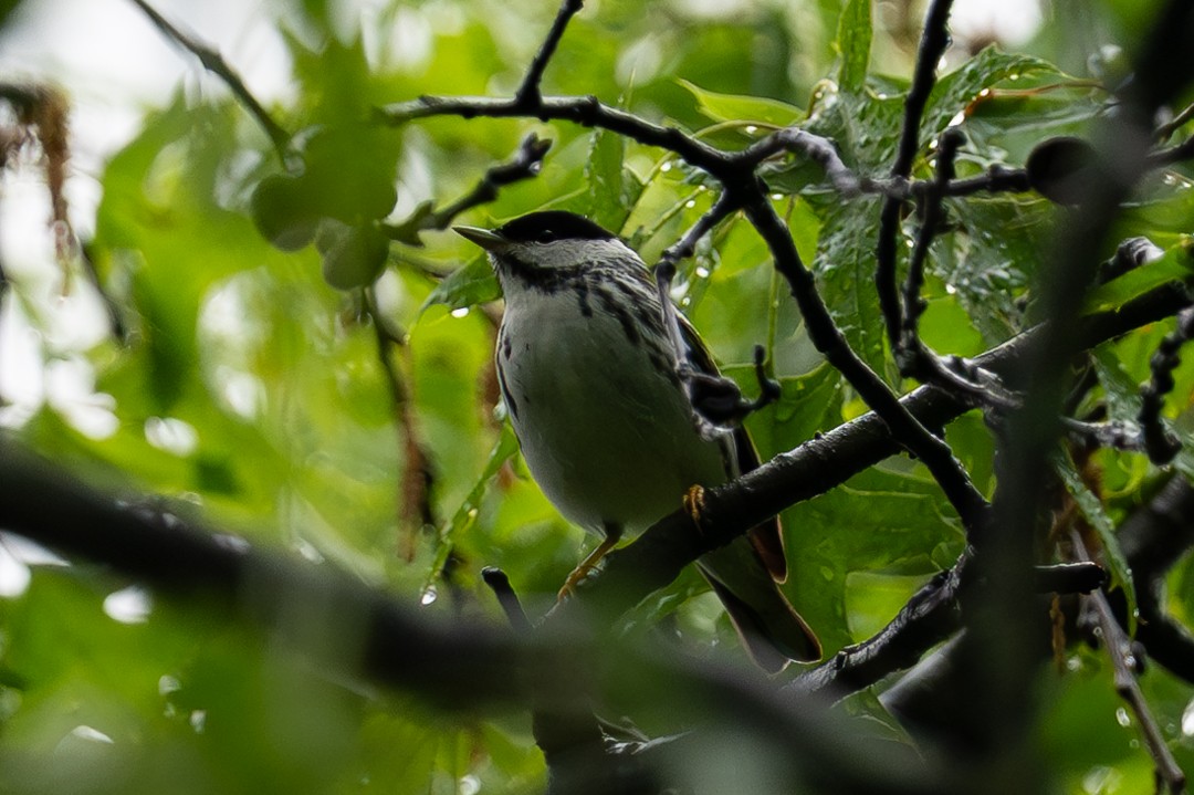 svarthetteparula - ML643954655