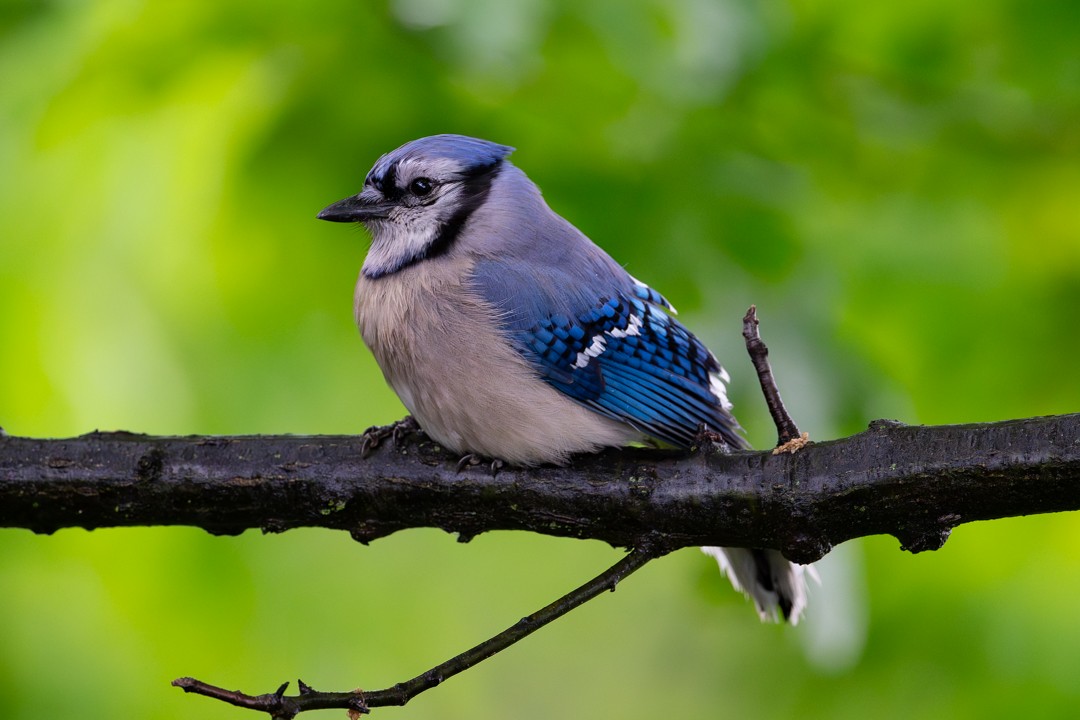 Blue Jay - ML643954657