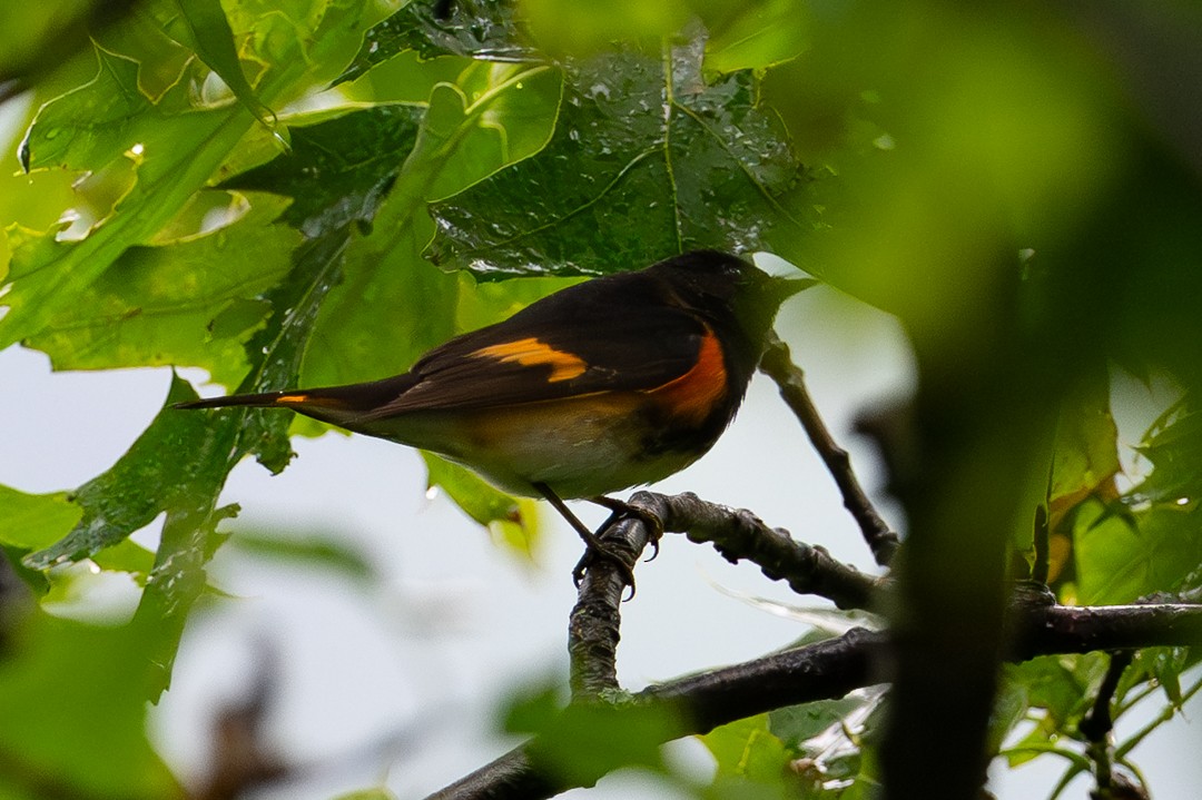 rødstjertparula - ML643954658