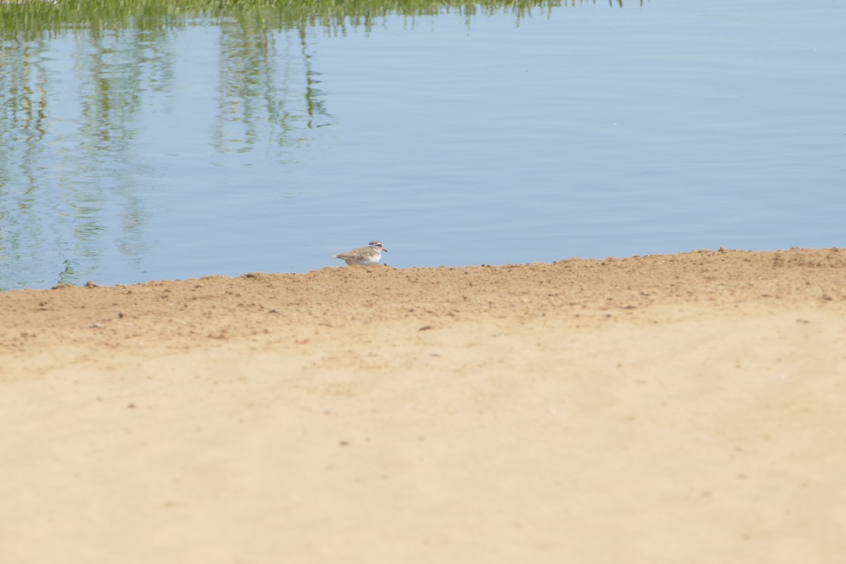 Three-banded Plover - ML643954660