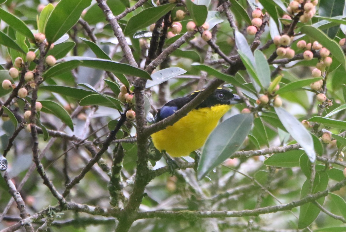 Blue-winged Mountain Tanager - ML643954662