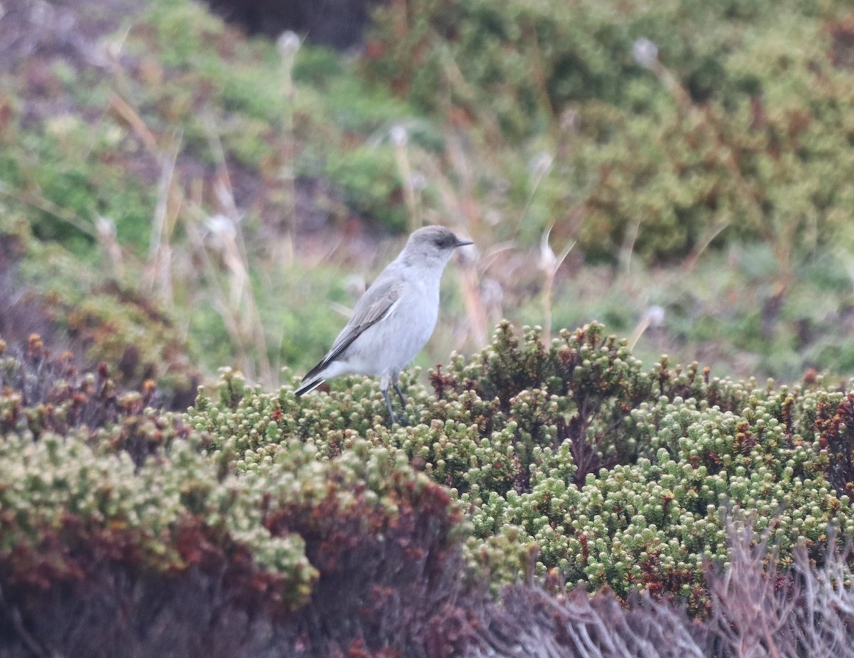 Dormilon bistré (maclovianus) - ML643954670