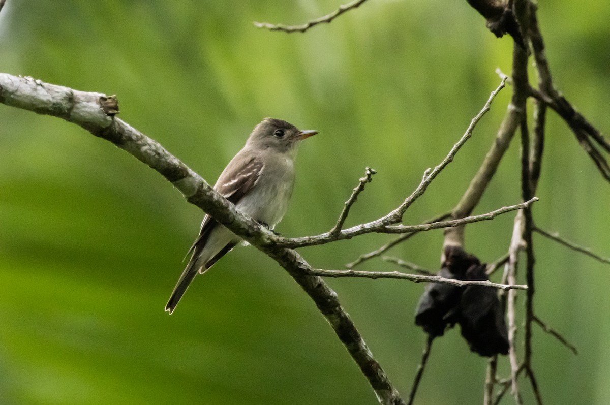 Eastern Wood-Pewee - ML643954676