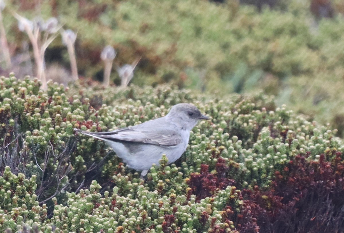 Dormilon bistré (maclovianus) - ML643954677