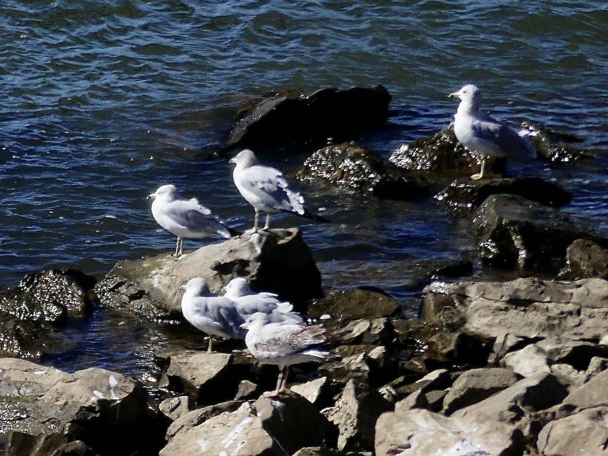 ringnebbmåke - ML643954678