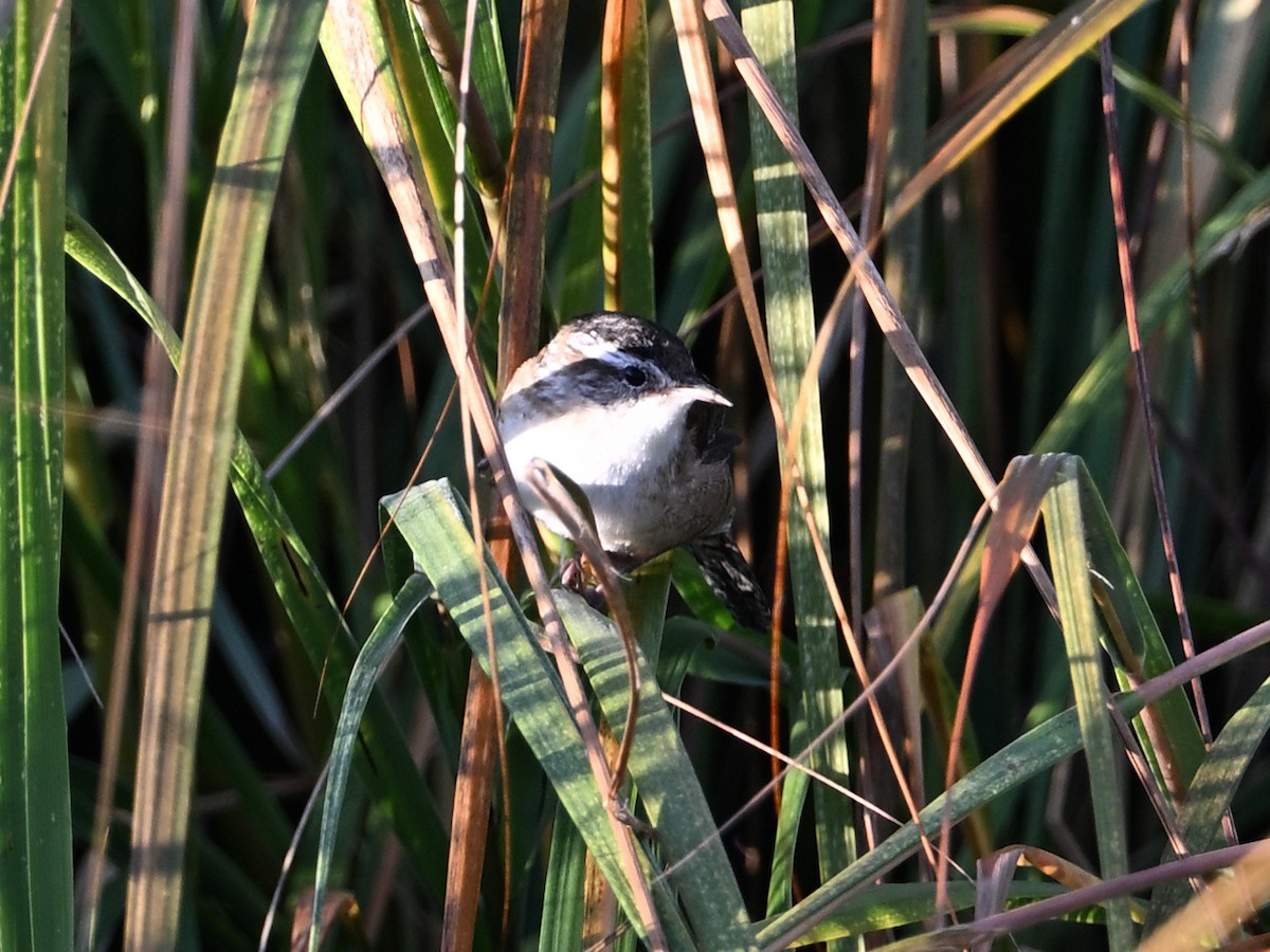 Marsh Wren - ML643954688
