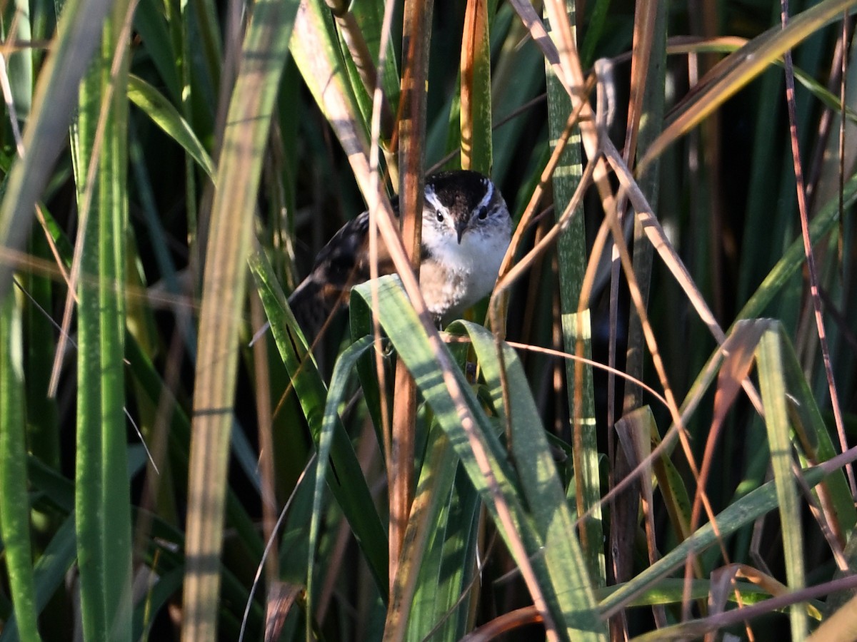 Marsh Wren - ML643954689