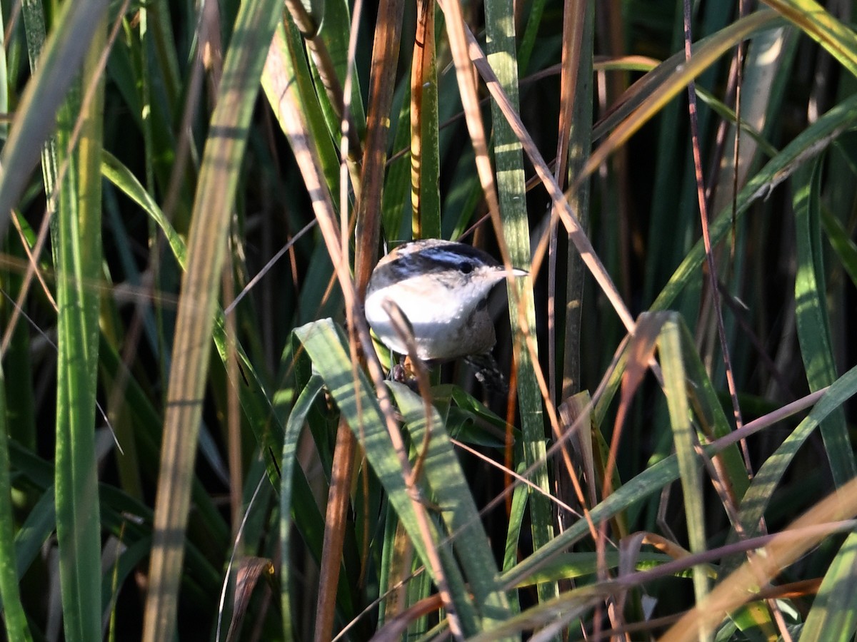 Marsh Wren - ML643954690