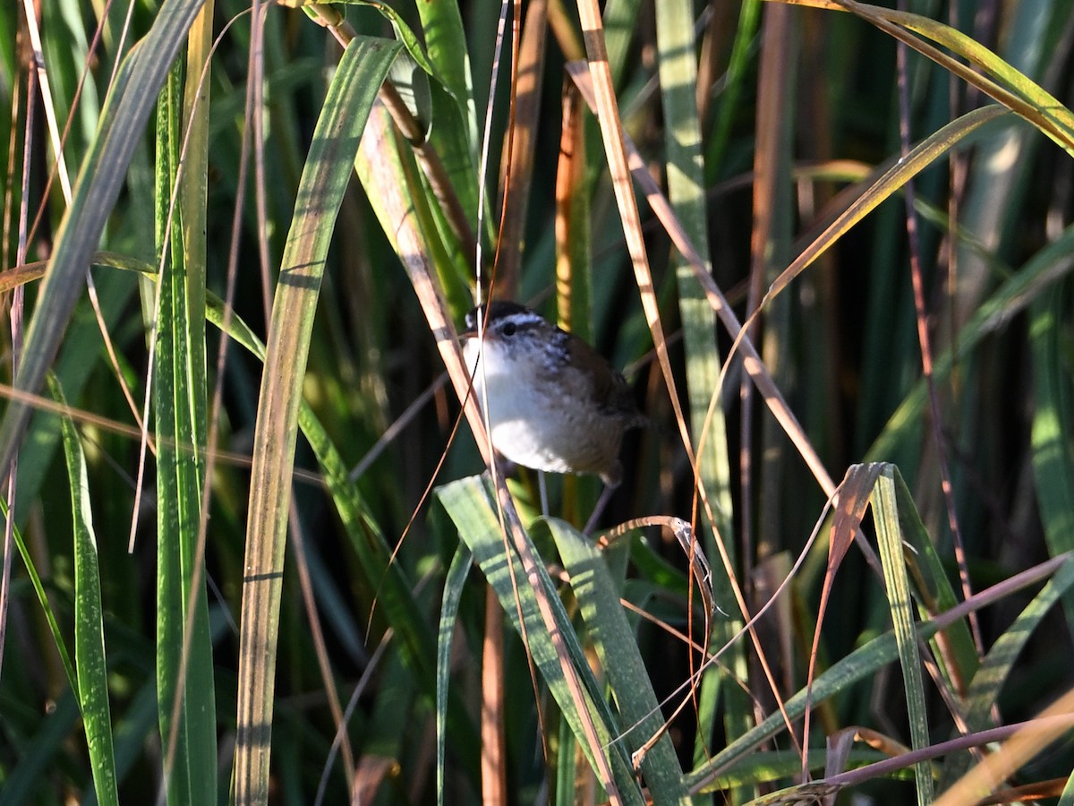 Marsh Wren - ML643954691