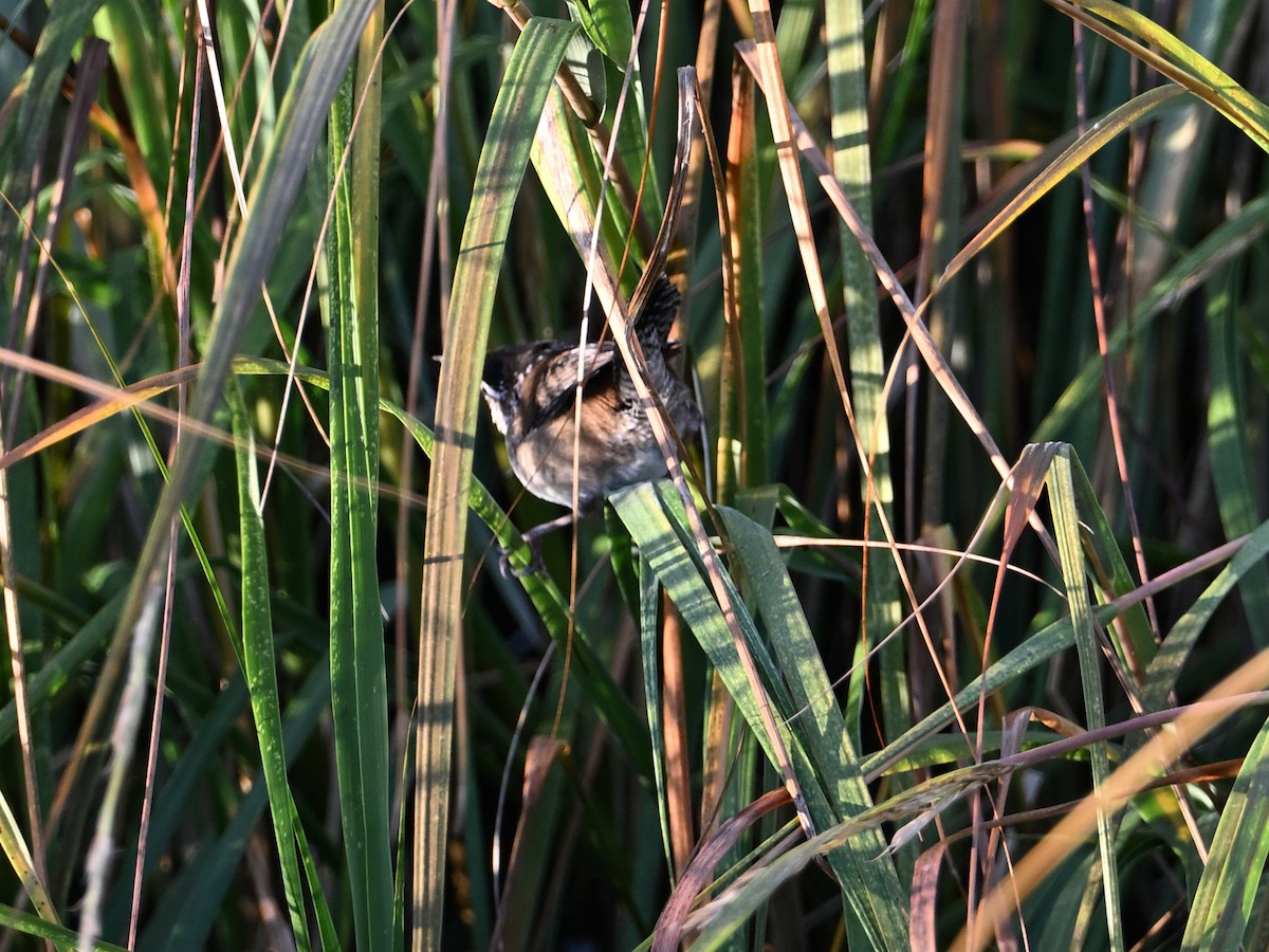 Marsh Wren - ML643954692