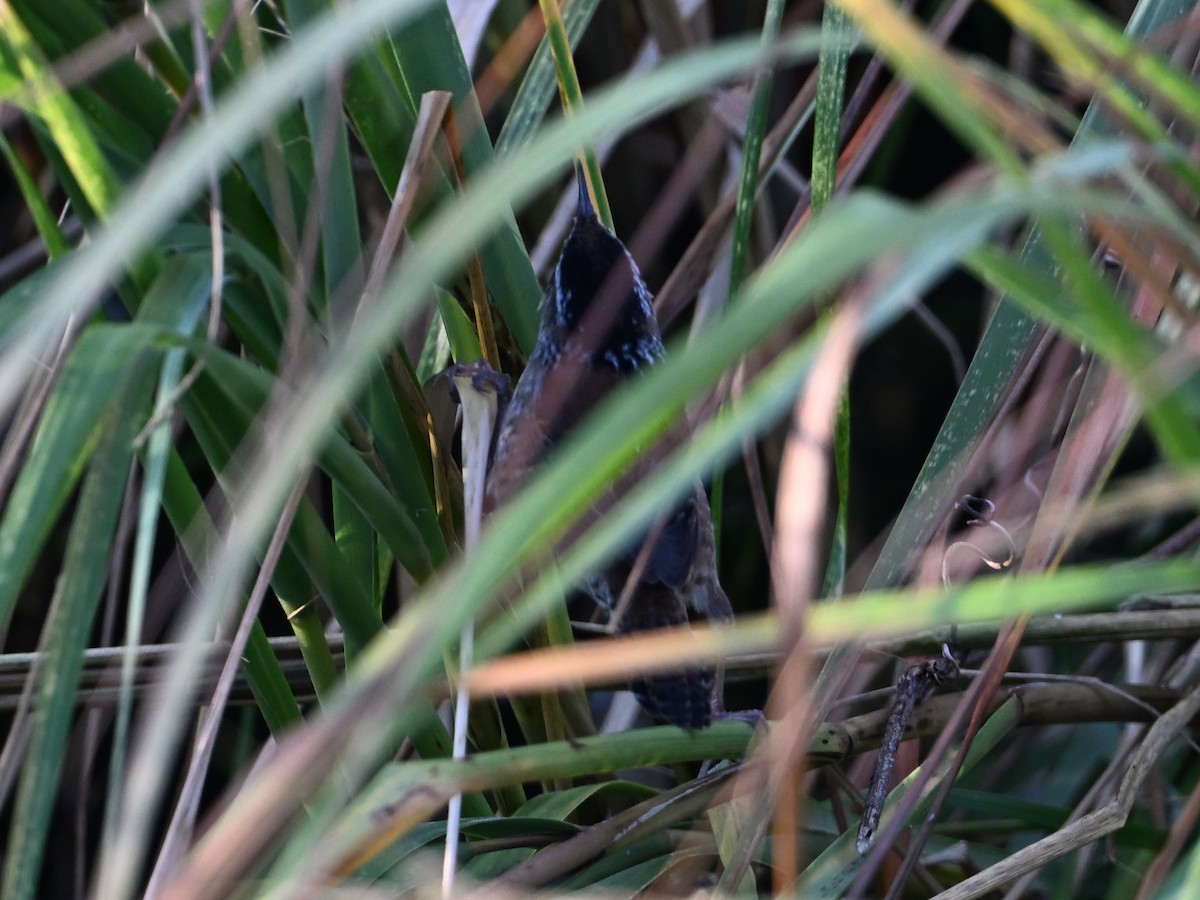 Marsh Wren - ML643954693