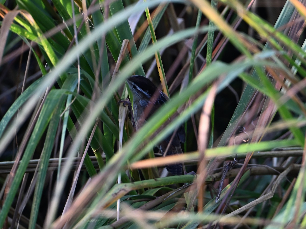 Marsh Wren - ML643954694