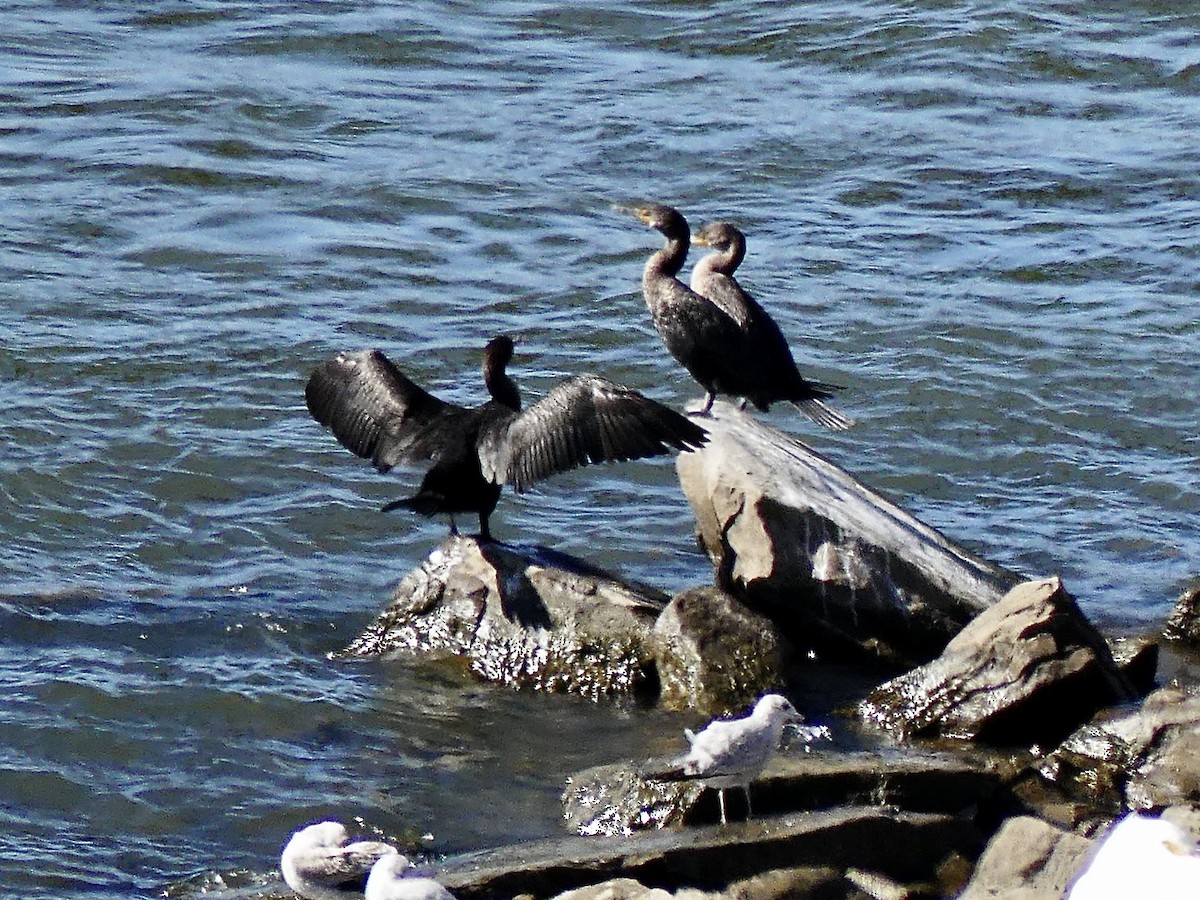 totoppskarv - ML643954696