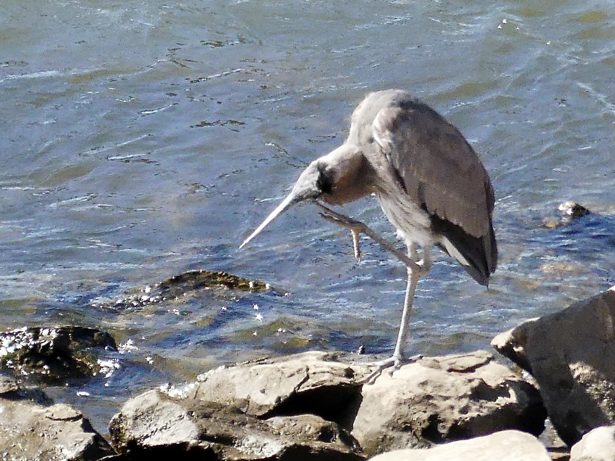 herodiashegre (herodias gr.) - ML643954705