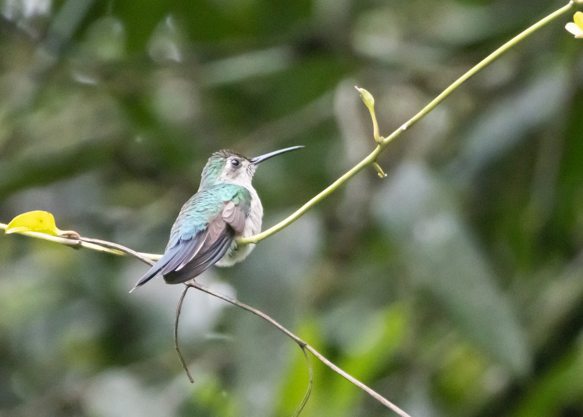 Wedge-tailed Sabrewing - ML643954707