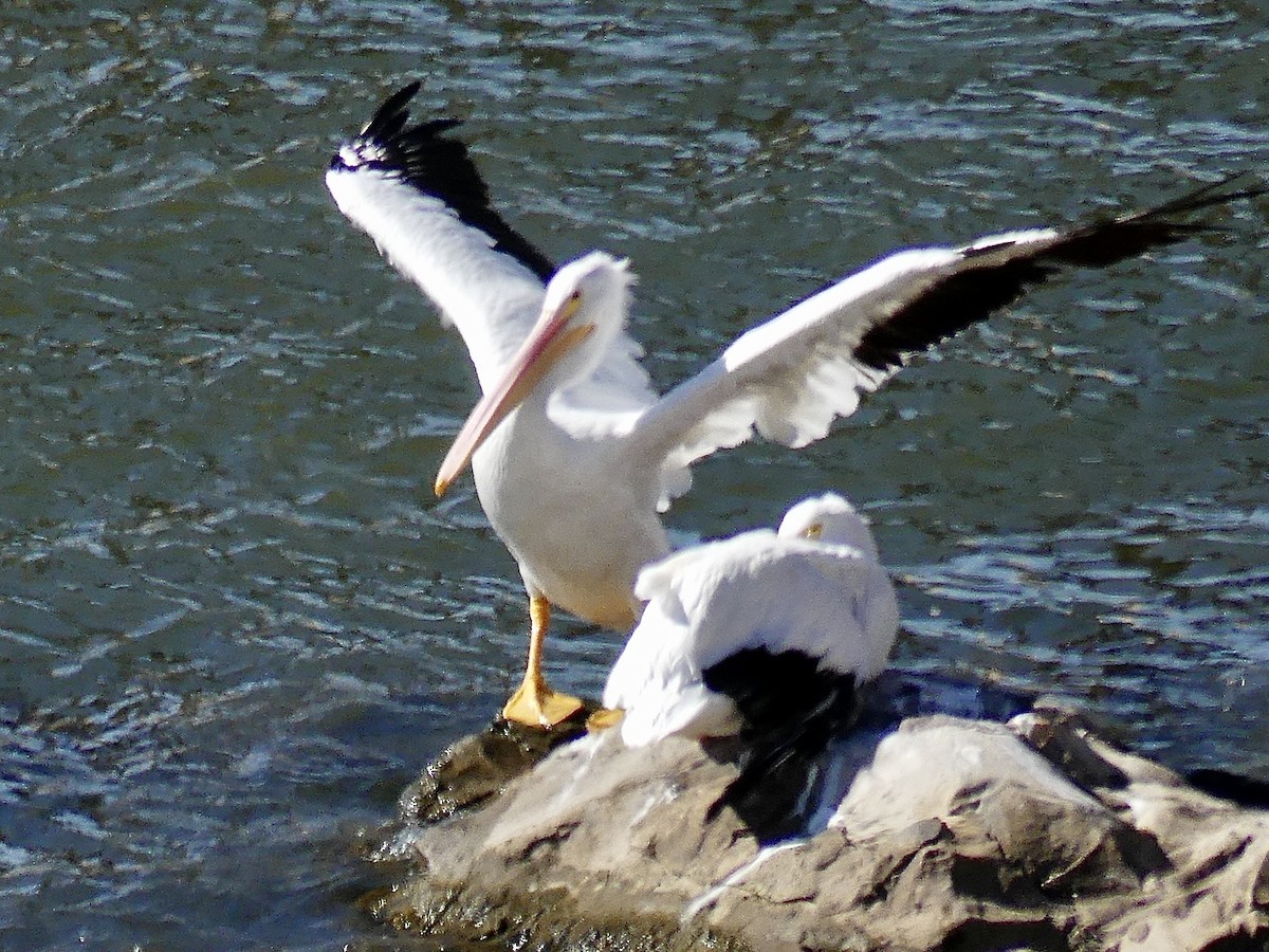 amerikapelikan - ML643954715