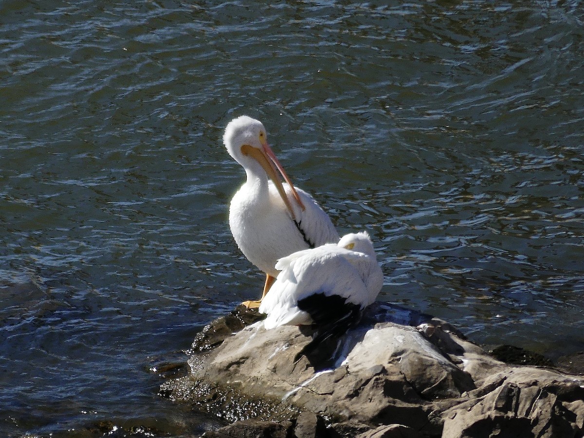 amerikapelikan - ML643954718