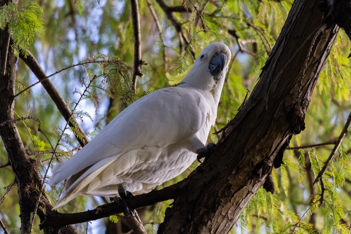 Gelbhaubenkakadu - ML643954736