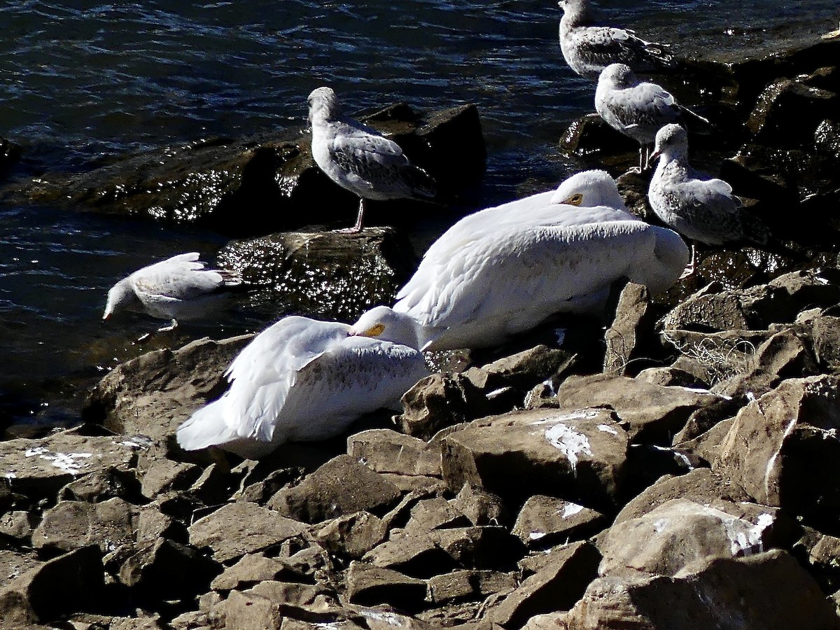 amerikapelikan - ML643954737