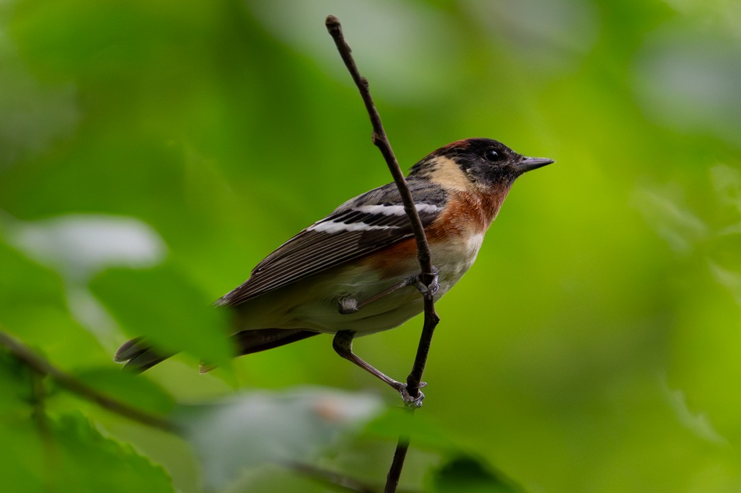 Bay-breasted Warbler - ML643954745