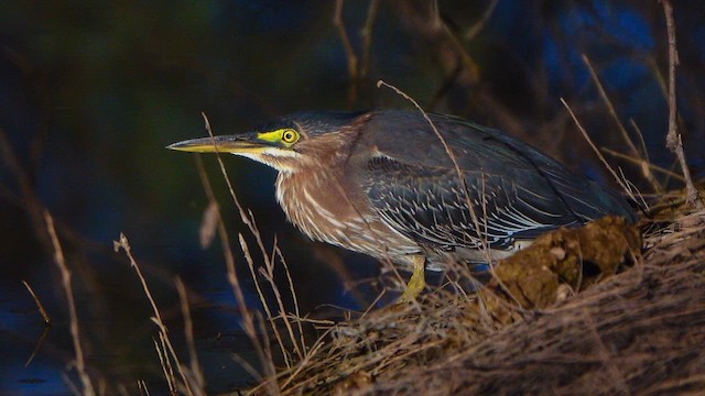 Green Heron - ML643954771