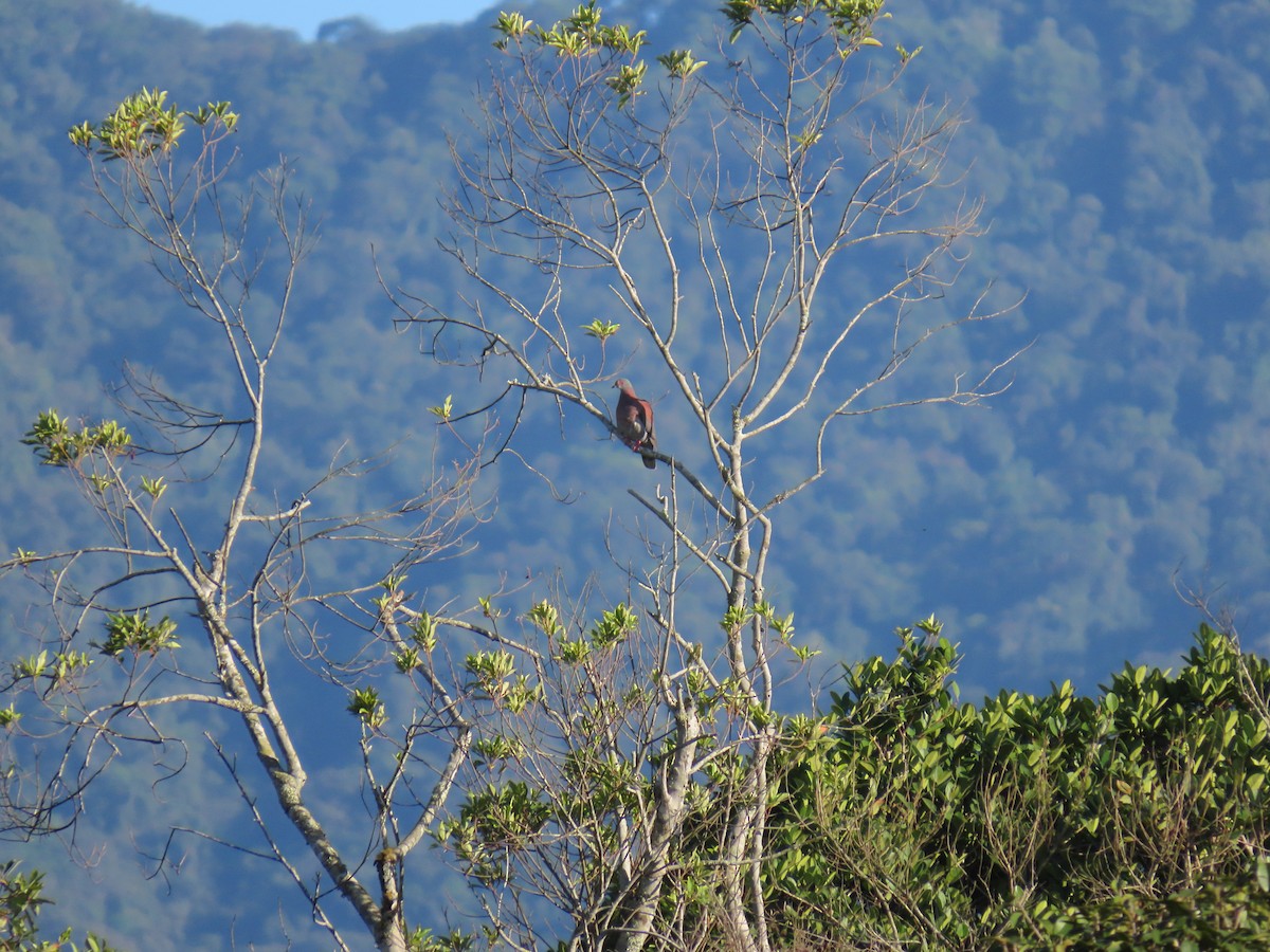 Pale-vented Pigeon - ML643954784
