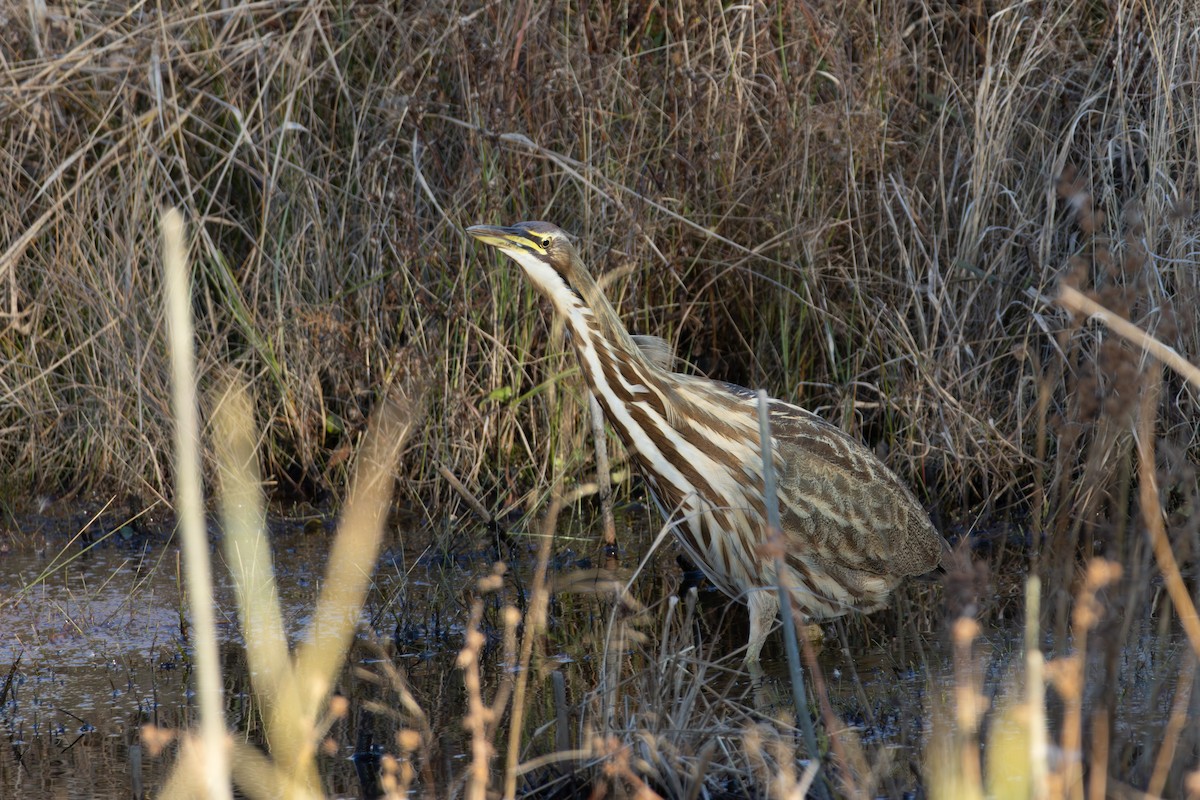 American Bittern - ML643954785