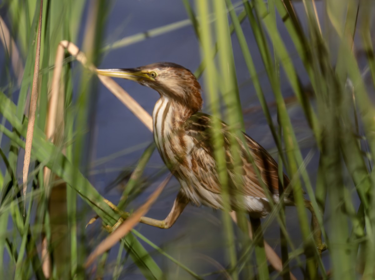 Little Bittern - ML643954786