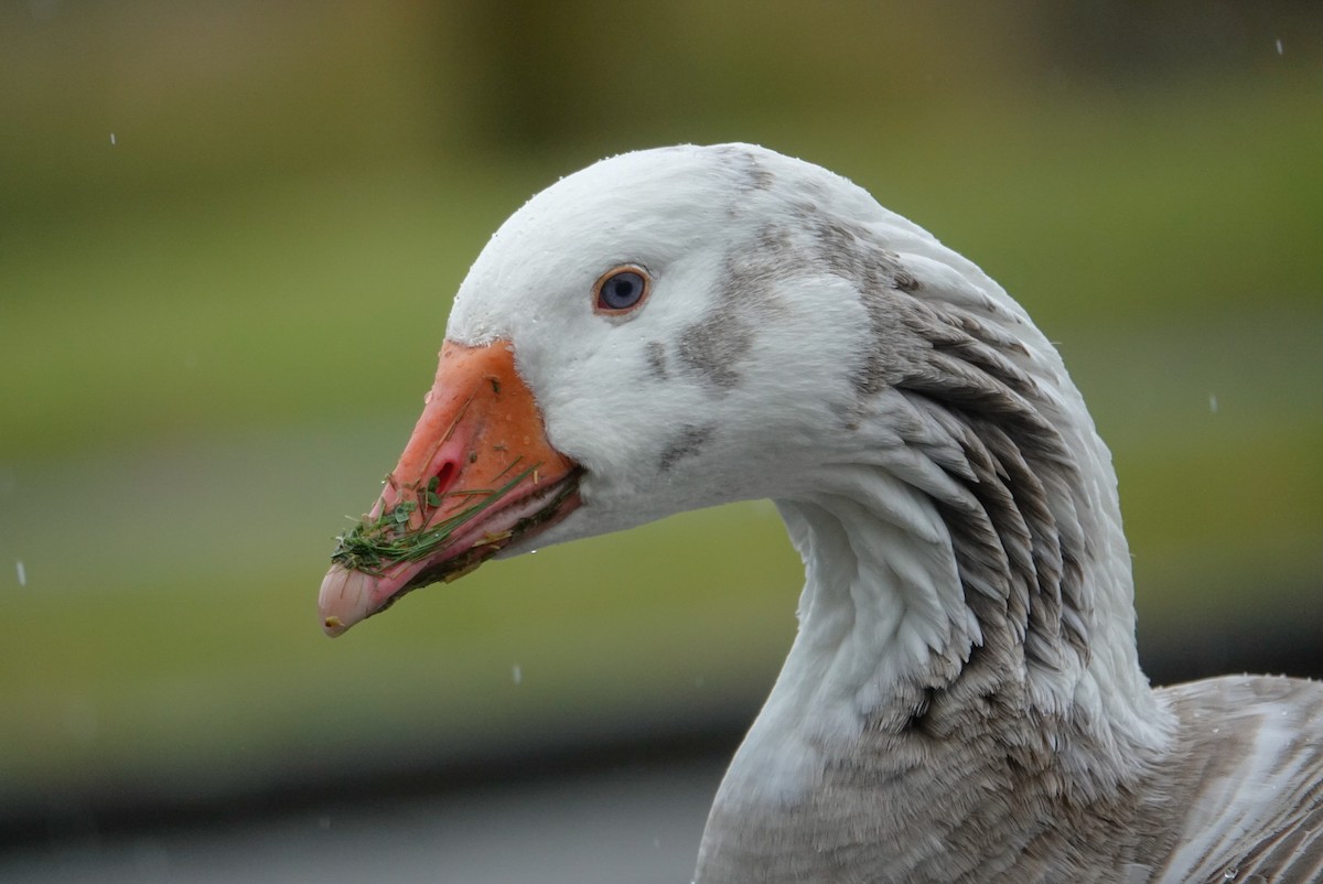Graylag Goose (Domestic type) - ML643954788