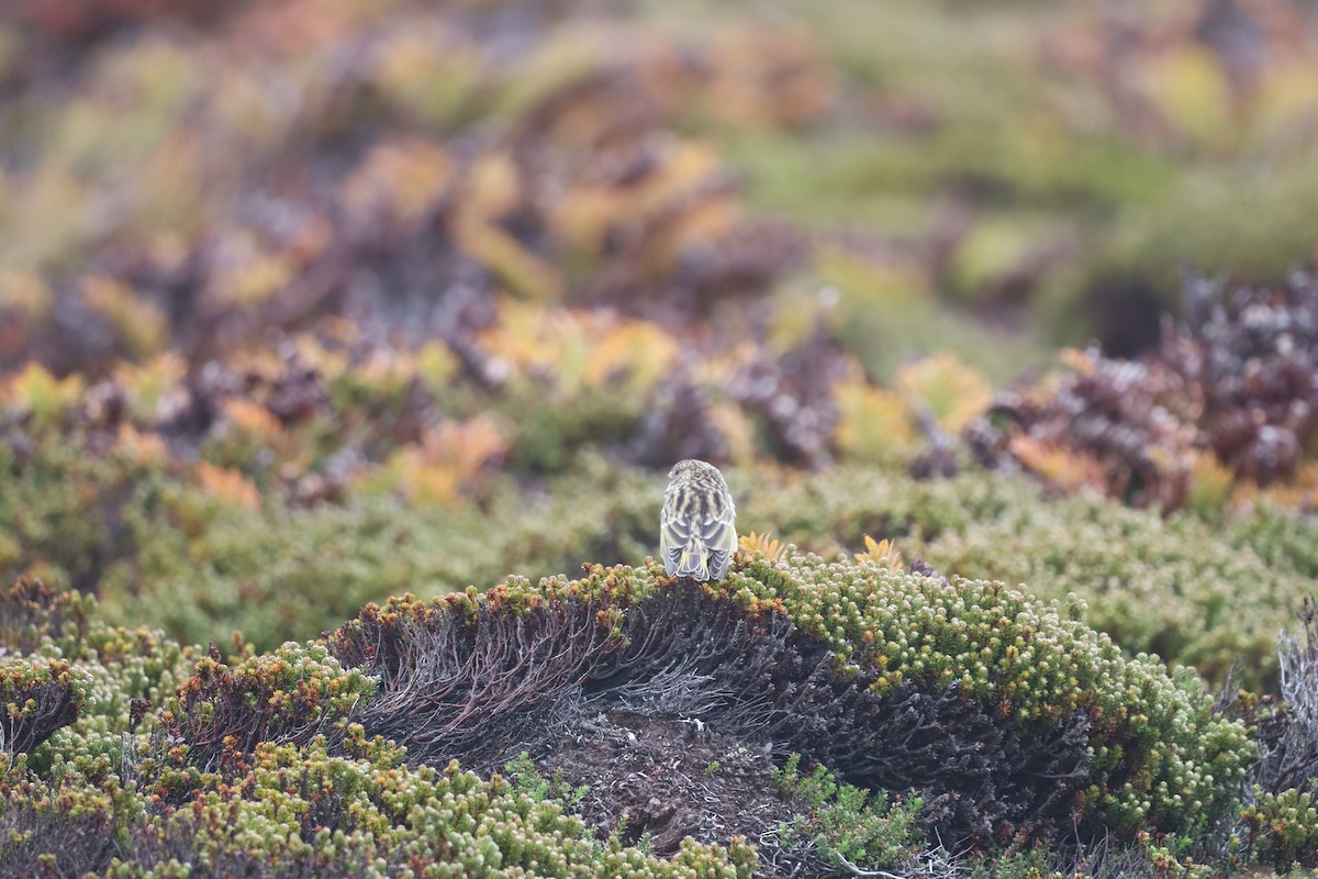 ノドグロシトド - ML643954790