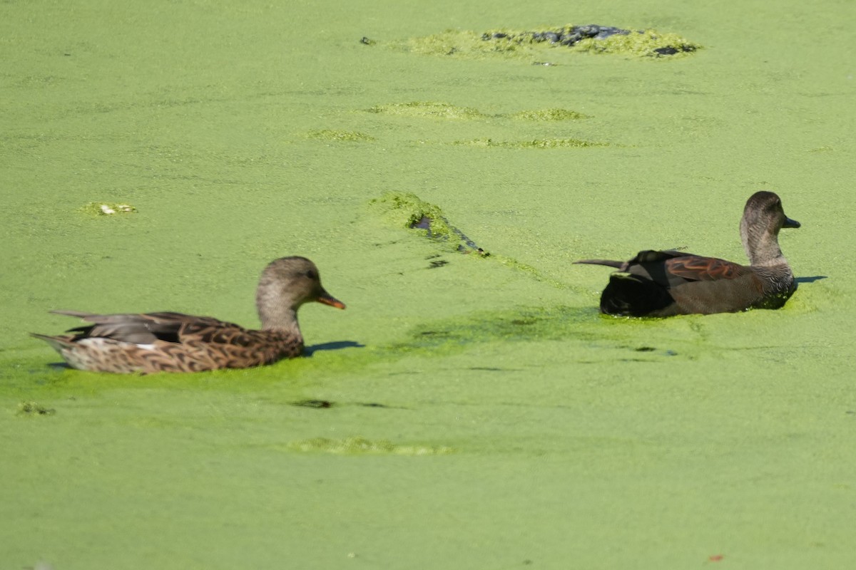 Canard chipeau - ML643954795