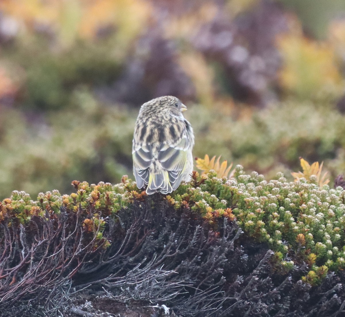 ノドグロシトド - ML643954805