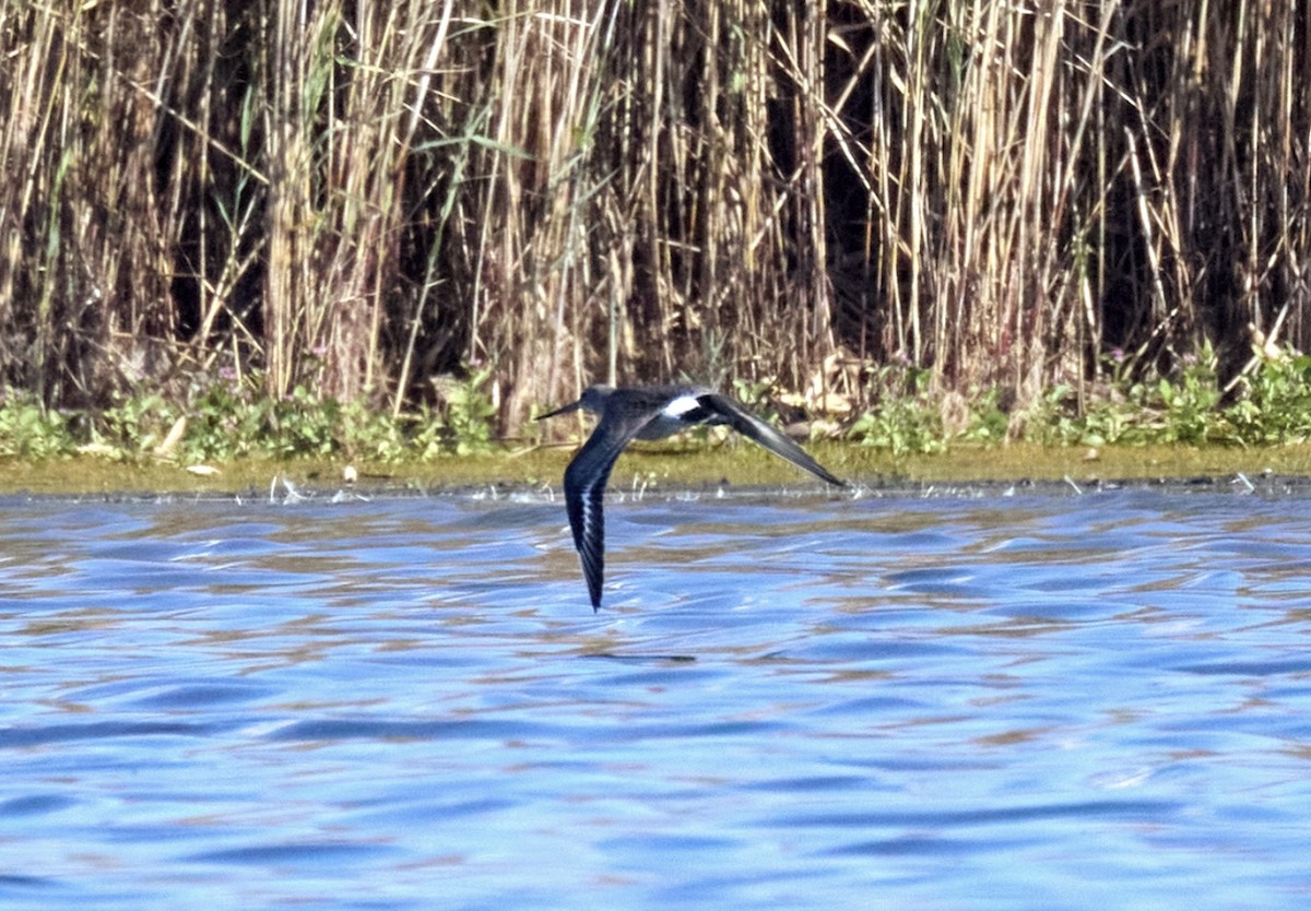 Hudsonian Godwit - ML643954813