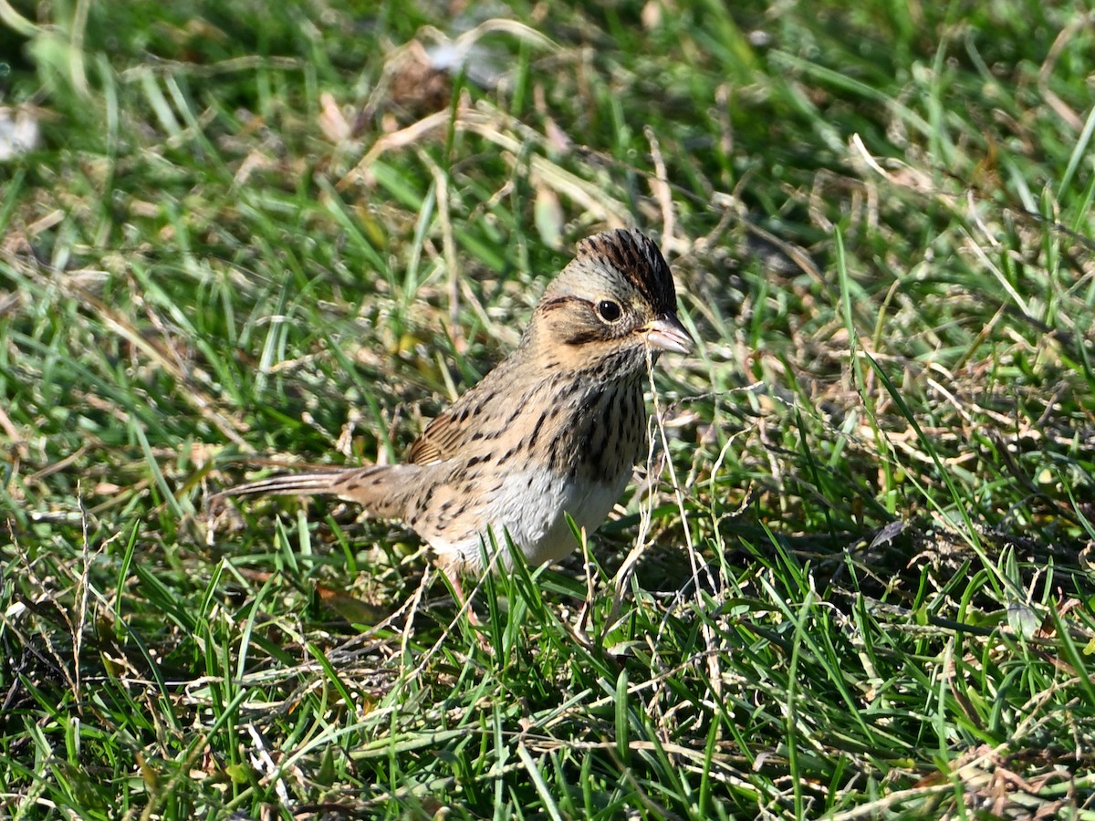 Lincoln's Sparrow - ML643954814
