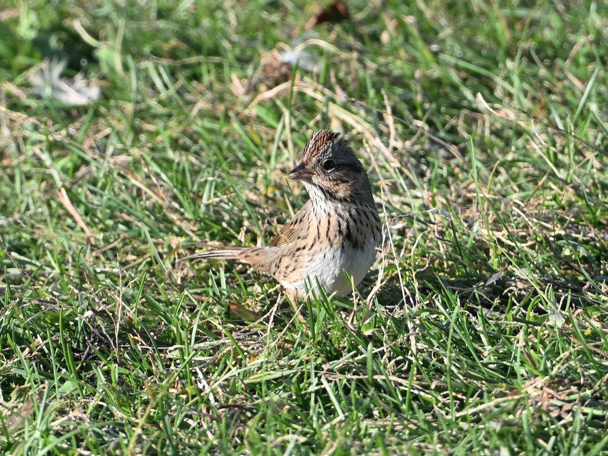 Lincoln's Sparrow - ML643954815